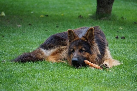 Les Os à Mâcher pour Chien : Différencier le Bon du Mauvais