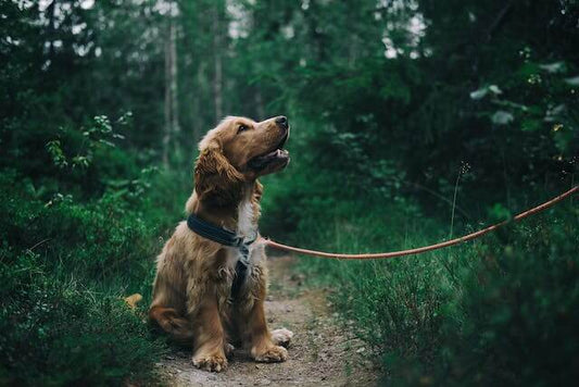 L'Éducation Positive du Chien : Clé d'une Relation Harmonieuse