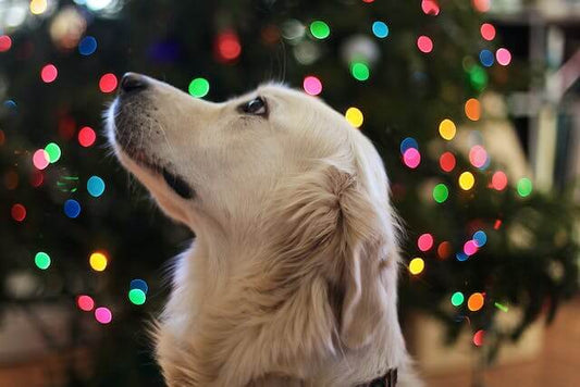 Noël avec nos Amis à Quatre Pattes : Joie et Précautions