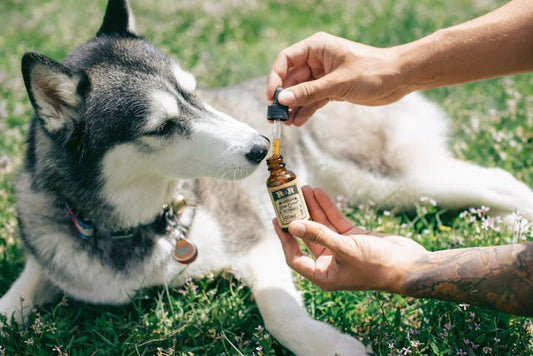 Huile de CBD pour Chiens : Utilisations, Avantages et Conseils de Dosage