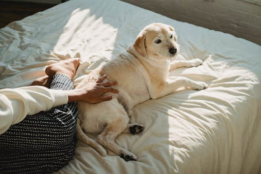 Pourquoi les Chiens Aiment-ils les Caresses sur le Dos et le Derrière?