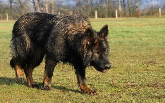 Zoom sur l’Altdeutscher Schäferhund