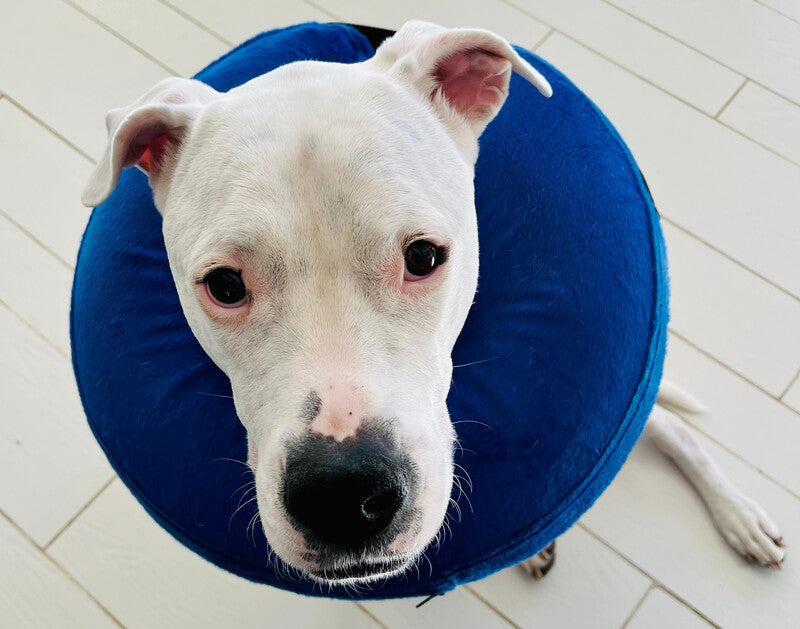 Explorer le monde des collerettes pour chiens