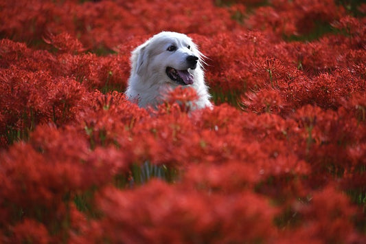 Allergies chez les chiens