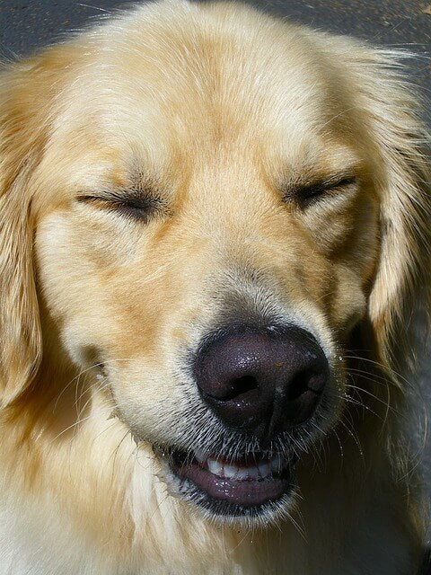 Le Sourire de Chiot au Sourire d'Adulte : L'Évolution de la Dentition Canine et la Gestion du Processus de Dentition