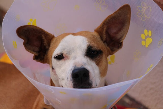 Mon chien va subir une chirurgie