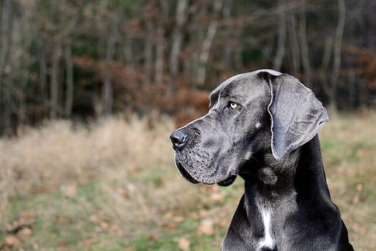 Les chiens géants