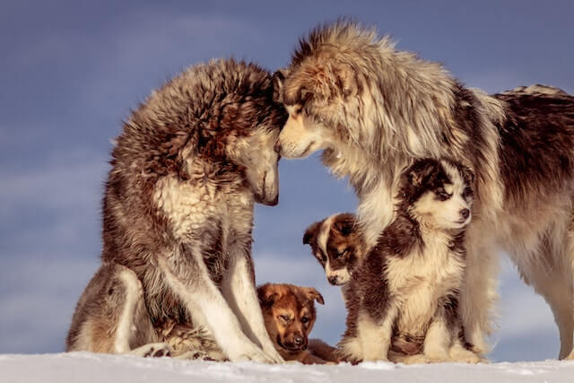 Stériliser son chien, pourquoi et quand ?