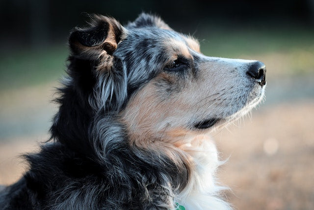 Comment reconnaître la douleur chez mon chien ?