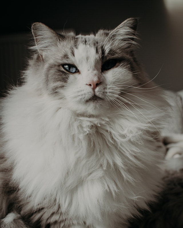Zoom sur le Ragdoll
