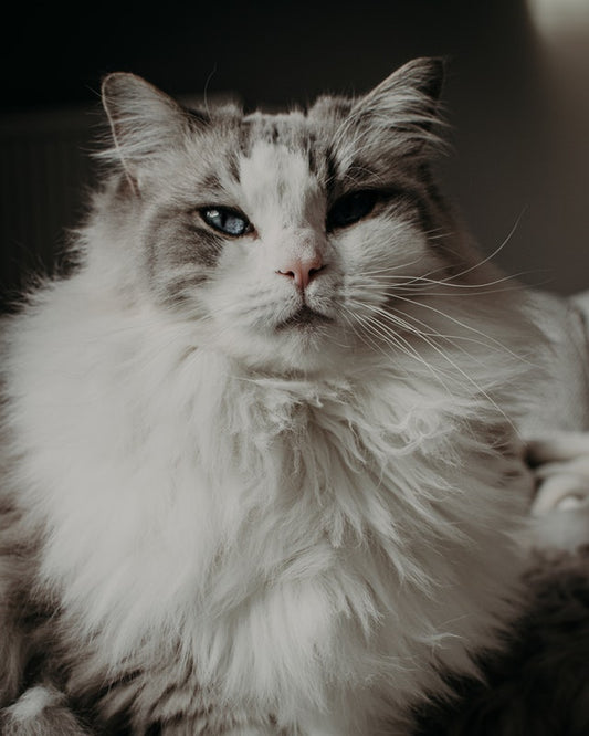 Zoom sur le Ragdoll