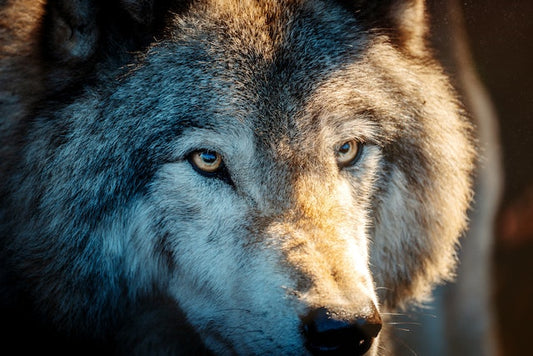 Tout savoir sur le chien-loup américain