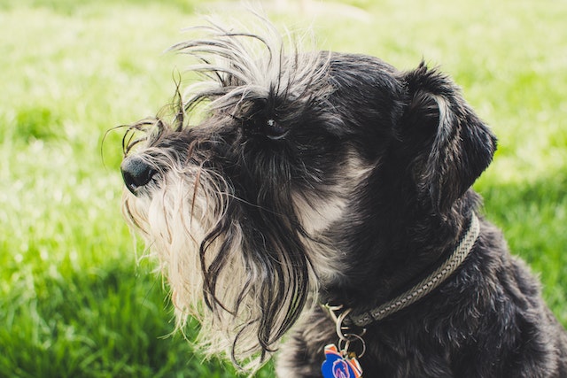 La mue chez le chien