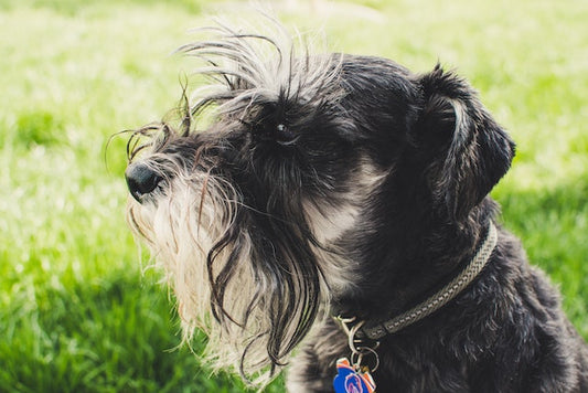 La mue chez le chien
