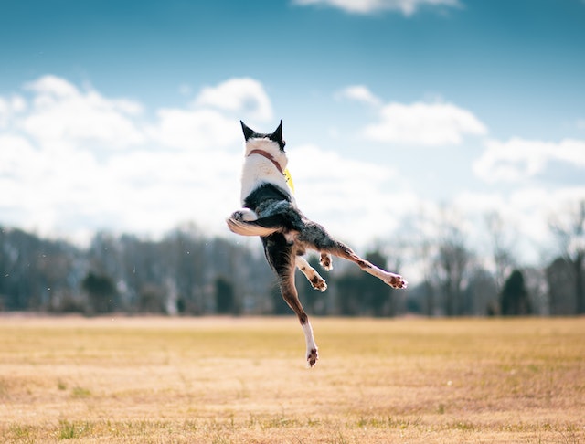 Un chien ne doit pas vous sauter dessus