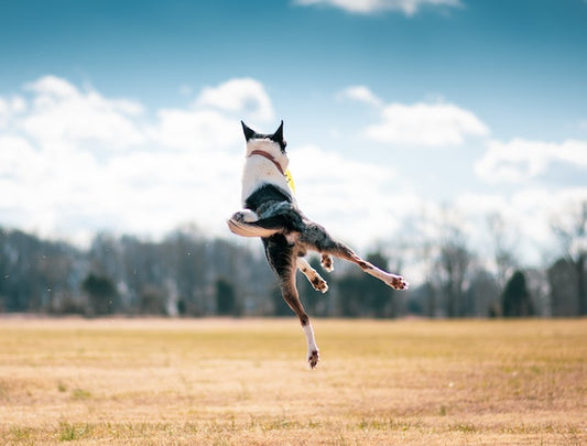 Un chien ne doit pas vous sauter dessus