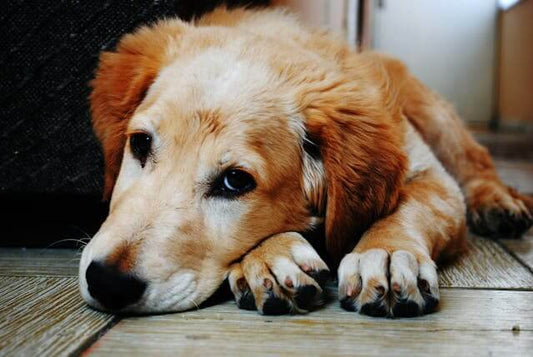 Atypical Canine Respiratory Disease: Une Épidémie Mystérieuse Affectant les Chiens aux États-Unis