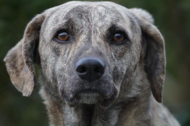 Pourquoi mon chien fait ses besoins à l'intérieur