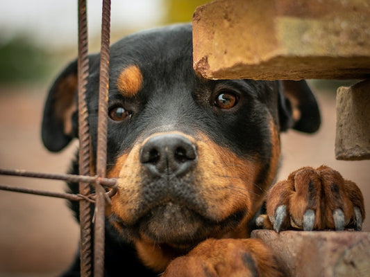 Adopter un chien catégorisé : le parcours du combattant
