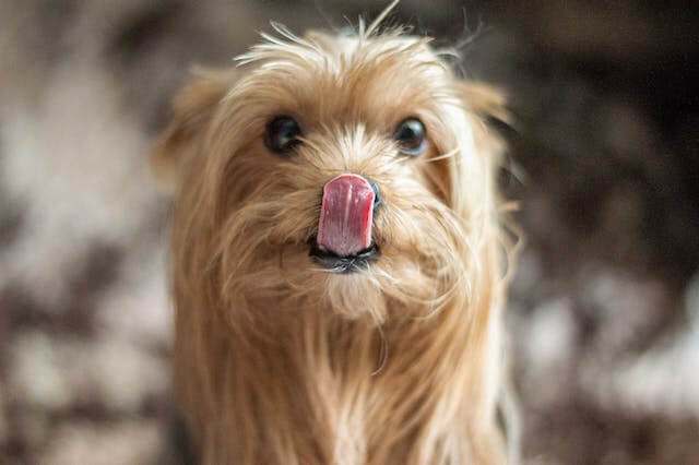 Pourquoi les Chiens Nous Lèchent-ils ? Un Regard sur le Comportement Canin