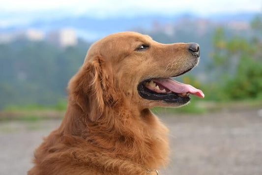 Zoom sur le Golden Retriever