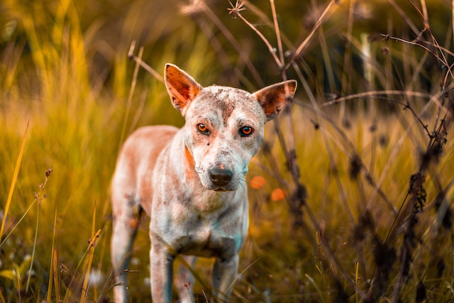La dermatite atopique chez le chien