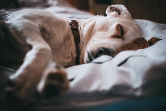 Comment choisir le lit pour son chien ?