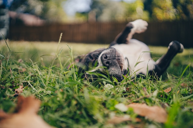 Pourquoi les chiens éternuent ?