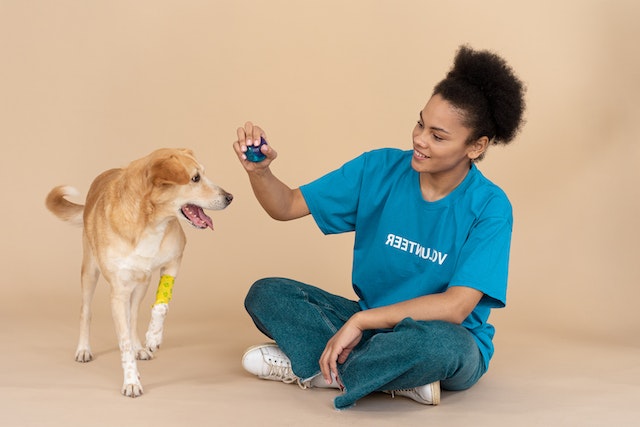 Le don et la transfusion sanguine chez le chien