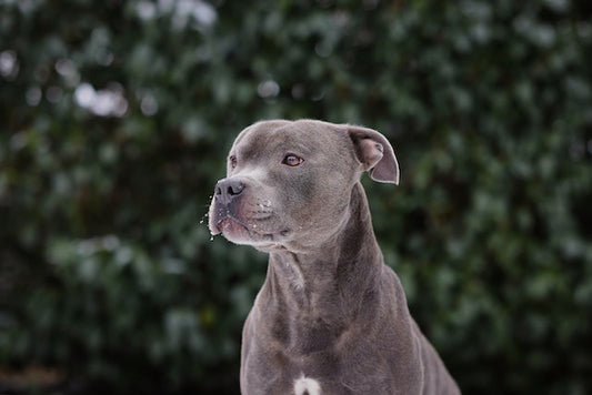 Zoom sur l’American Staffordshire Terrier