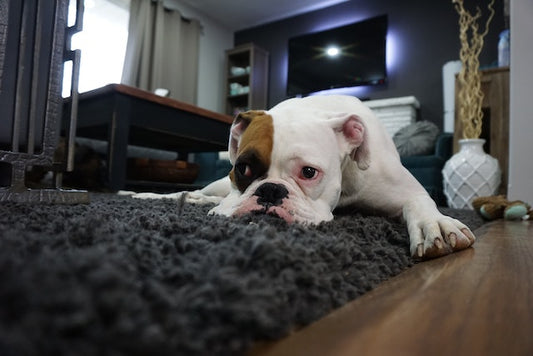 7 choses à faire à la maison avec son chien
