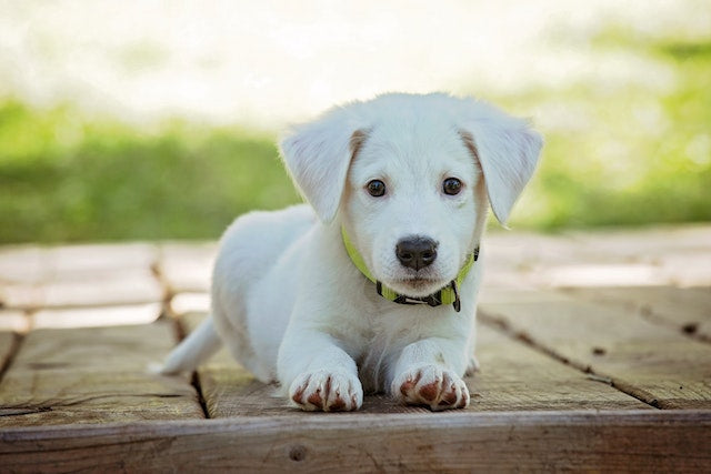 Les 6 erreurs les plus fréquentes dans l’éducation du chien