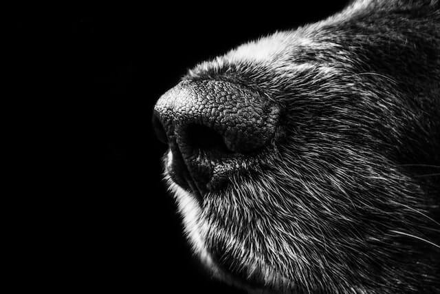Mon chien a le nez qui coule