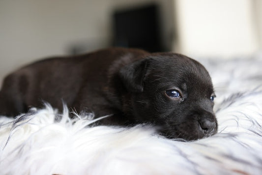 L'anxiété chez le chien