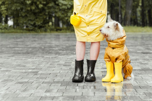 Mon chien n’aime pas la pluie