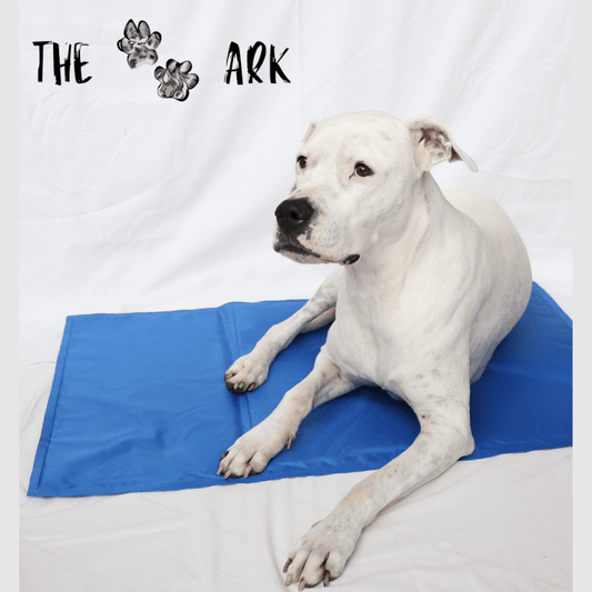 Dogue argentin sur tapis refroidissant bleu